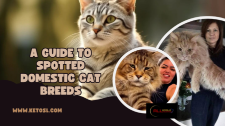 Domestic Cat Breeds