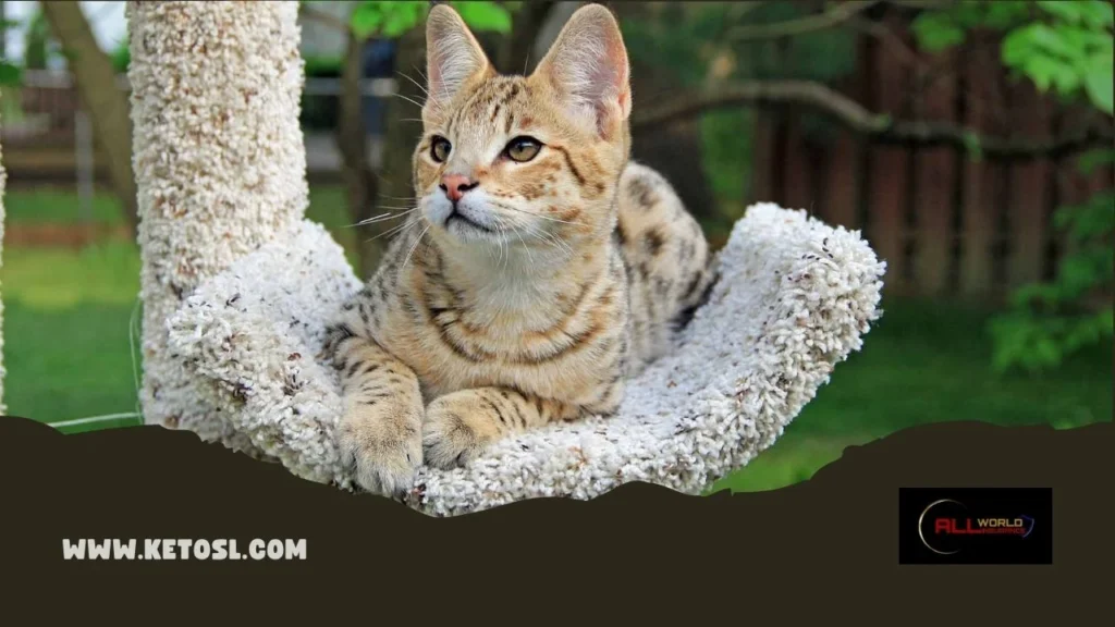 Famous spotted domestic cat breed